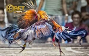 kinh nghiệm chọn gà đá hay